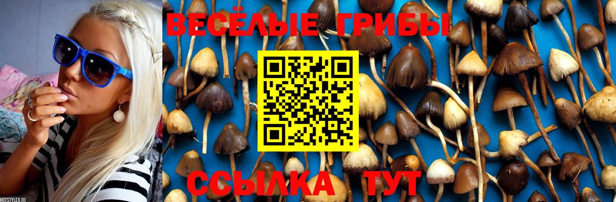 Галлюциногенные грибы Psilocybe  Вход с VPN  Горно-Алтайск 